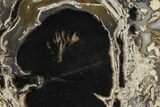 Petrified Wood (Schinoxylon) Limb Round - Blue Forest, Wyoming #371122-1